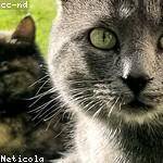 Domenica Connelly Profile Picture