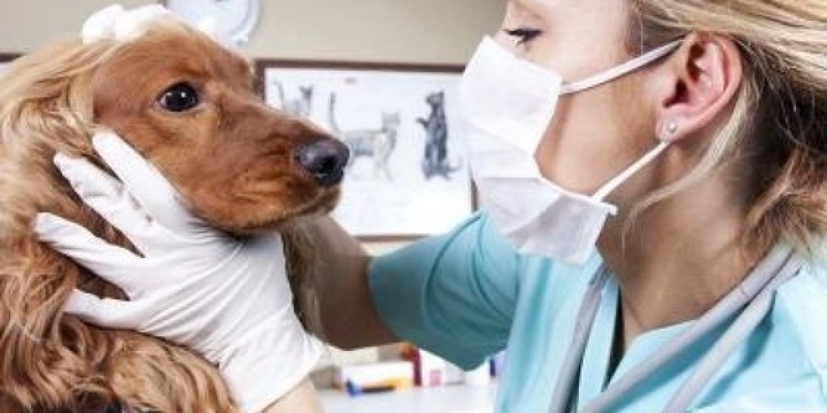 Heart Disease Dogs Cummings School of Veterinary Medicine